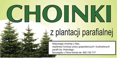CHOINKI Z PLANTACJI PARAFIALNEJ
